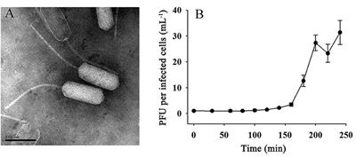 The First Cbk-Like Phage Infecting Erythrobacter, Representing a Novel Siphoviral Genus
